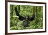 Africa, Uganda, Kibale National Park. Chimpanzee was making faces.-Kristin Mosher-Framed Photographic Print