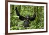 Africa, Uganda, Kibale National Park. Chimpanzee was making faces.-Kristin Mosher-Framed Photographic Print