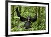 Africa, Uganda, Kibale National Park. Chimpanzee was making faces.-Kristin Mosher-Framed Photographic Print