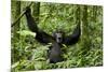 Africa, Uganda, Kibale National Park. Chimpanzee was making faces.-Kristin Mosher-Mounted Photographic Print