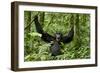 Africa, Uganda, Kibale National Park. Chimpanzee was making faces.-Kristin Mosher-Framed Photographic Print