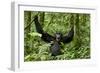 Africa, Uganda, Kibale National Park. Chimpanzee was making faces.-Kristin Mosher-Framed Photographic Print