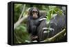 Africa, Uganda, Kibale National Park. Curious infant chimpanzee.-Kristin Mosher-Framed Stretched Canvas