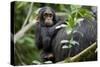 Africa, Uganda, Kibale National Park. Curious infant chimpanzee.-Kristin Mosher-Stretched Canvas