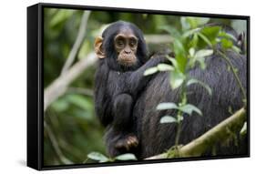 Africa, Uganda, Kibale National Park. Curious infant chimpanzee.-Kristin Mosher-Framed Stretched Canvas