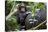 Africa, Uganda, Kibale National Park. Curious infant chimpanzee.-Kristin Mosher-Stretched Canvas