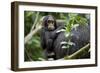 Africa, Uganda, Kibale National Park. Curious infant chimpanzee.-Kristin Mosher-Framed Photographic Print