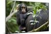 Africa, Uganda, Kibale National Park. Curious infant chimpanzee.-Kristin Mosher-Mounted Photographic Print