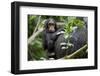 Africa, Uganda, Kibale National Park. Curious infant chimpanzee.-Kristin Mosher-Framed Premium Photographic Print