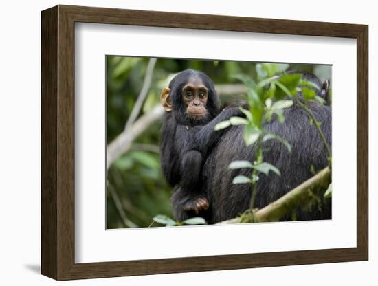 Africa, Uganda, Kibale National Park. Curious infant chimpanzee.-Kristin Mosher-Framed Photographic Print