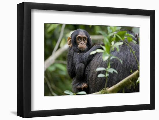 Africa, Uganda, Kibale National Park. Curious infant chimpanzee.-Kristin Mosher-Framed Photographic Print