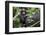 Africa, Uganda, Kibale National Park. Curious infant chimpanzee.-Kristin Mosher-Framed Photographic Print