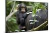 Africa, Uganda, Kibale National Park. Curious infant chimpanzee.-Kristin Mosher-Mounted Photographic Print