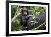 Africa, Uganda, Kibale National Park. Curious infant chimpanzee.-Kristin Mosher-Framed Photographic Print