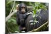 Africa, Uganda, Kibale National Park. Curious infant chimpanzee.-Kristin Mosher-Mounted Photographic Print