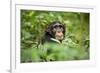 Africa, Uganda, Kibale National Park. Curious, young adult chimpanzee, 'Wes'.-Kristin Mosher-Framed Photographic Print