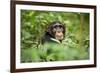 Africa, Uganda, Kibale National Park. Curious, young adult chimpanzee, 'Wes'.-Kristin Mosher-Framed Photographic Print