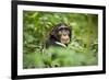 Africa, Uganda, Kibale National Park. Curious, young adult chimpanzee, 'Wes'.-Kristin Mosher-Framed Photographic Print