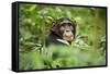 Africa, Uganda, Kibale National Park. Curious, young adult chimpanzee, 'Wes'.-Kristin Mosher-Framed Stretched Canvas