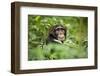 Africa, Uganda, Kibale National Park. Curious, young adult chimpanzee, 'Wes'.-Kristin Mosher-Framed Premium Photographic Print