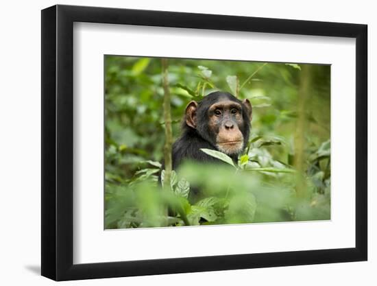 Africa, Uganda, Kibale National Park. Curious, young adult chimpanzee, 'Wes'.-Kristin Mosher-Framed Premium Photographic Print