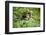 Africa, Uganda, Kibale National Park. Curious, young adult chimpanzee, 'Wes'.-Kristin Mosher-Framed Premium Photographic Print