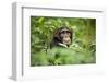 Africa, Uganda, Kibale National Park. Curious, young adult chimpanzee, 'Wes'.-Kristin Mosher-Framed Premium Photographic Print