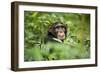 Africa, Uganda, Kibale National Park. Curious, young adult chimpanzee, 'Wes'.-Kristin Mosher-Framed Photographic Print