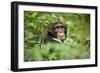 Africa, Uganda, Kibale National Park. Curious, young adult chimpanzee, 'Wes'.-Kristin Mosher-Framed Photographic Print