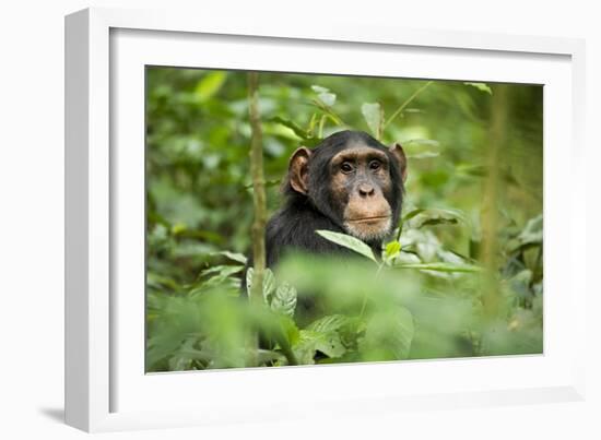 Africa, Uganda, Kibale National Park. Curious, young adult chimpanzee, 'Wes'.-Kristin Mosher-Framed Photographic Print