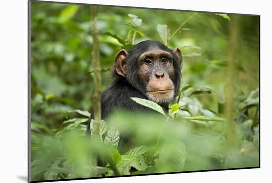 Africa, Uganda, Kibale National Park. Curious, young adult chimpanzee, 'Wes'.-Kristin Mosher-Mounted Photographic Print