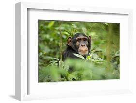 Africa, Uganda, Kibale National Park. Curious, young adult chimpanzee, 'Wes'.-Kristin Mosher-Framed Photographic Print