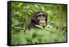 Africa, Uganda, Kibale National Park. Curious, young adult chimpanzee, 'Wes'.-Kristin Mosher-Framed Stretched Canvas