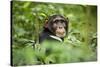 Africa, Uganda, Kibale National Park. Curious, young adult chimpanzee, 'Wes'.-Kristin Mosher-Stretched Canvas