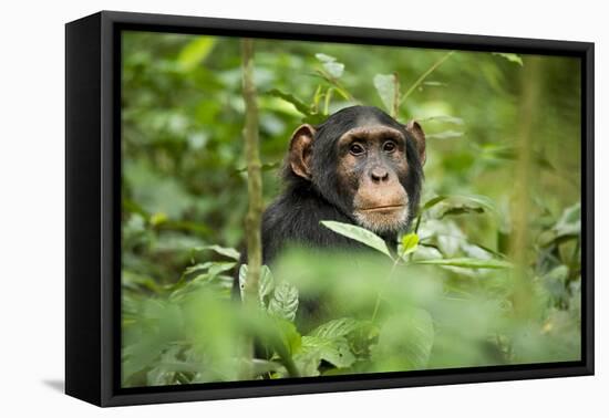 Africa, Uganda, Kibale National Park. Curious, young adult chimpanzee, 'Wes'.-Kristin Mosher-Framed Stretched Canvas