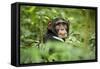 Africa, Uganda, Kibale National Park. Curious, young adult chimpanzee, 'Wes'.-Kristin Mosher-Framed Stretched Canvas