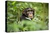 Africa, Uganda, Kibale National Park. Curious, young adult chimpanzee, 'Wes'.-Kristin Mosher-Stretched Canvas