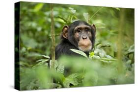 Africa, Uganda, Kibale National Park. Curious, young adult chimpanzee, 'Wes'.-Kristin Mosher-Stretched Canvas