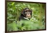 Africa, Uganda, Kibale National Park. Curious, young adult chimpanzee, 'Wes'.-Kristin Mosher-Framed Photographic Print