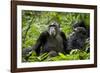 Africa, Uganda, Kibale National Park. Female chimp and her companion hooting.-Kristin Mosher-Framed Photographic Print