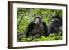 Africa, Uganda, Kibale National Park. Female chimp and her companion hooting.-Kristin Mosher-Framed Photographic Print