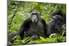 Africa, Uganda, Kibale National Park. Female chimp and her companion hooting.-Kristin Mosher-Mounted Photographic Print