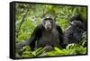 Africa, Uganda, Kibale National Park. Female chimp and her companion hooting.-Kristin Mosher-Framed Stretched Canvas