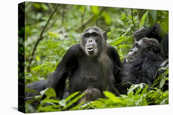 Africa, Uganda, Kibale National Park. Female chimp and her companion hooting.-Kristin Mosher-Stretched Canvas