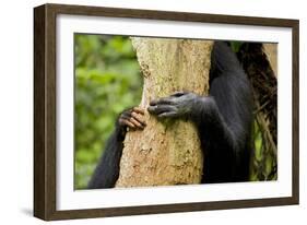 Africa, Uganda, Kibale National Park. Hands of a female chimpanzee and her offspring.-Kristin Mosher-Framed Photographic Print