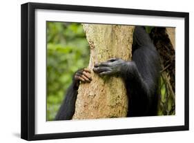 Africa, Uganda, Kibale National Park. Hands of a female chimpanzee and her offspring.-Kristin Mosher-Framed Photographic Print