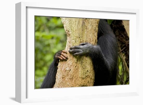 Africa, Uganda, Kibale National Park. Hands of a female chimpanzee and her offspring.-Kristin Mosher-Framed Photographic Print