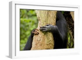 Africa, Uganda, Kibale National Park. Hands of a female chimpanzee and her offspring.-Kristin Mosher-Framed Photographic Print