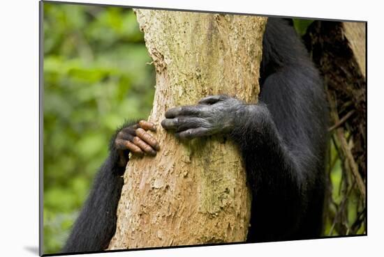 Africa, Uganda, Kibale National Park. Hands of a female chimpanzee and her offspring.-Kristin Mosher-Mounted Photographic Print