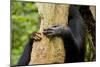 Africa, Uganda, Kibale National Park. Hands of a female chimpanzee and her offspring.-Kristin Mosher-Mounted Photographic Print